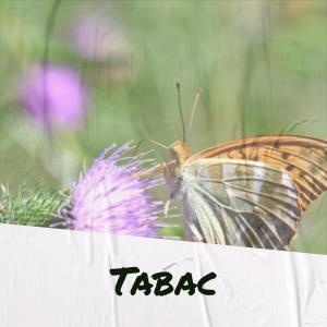 收听Moin Falek的Tabac歌词歌曲