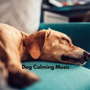 อัลบัม Chilly Dogs ศิลปิน Dog Calming Music