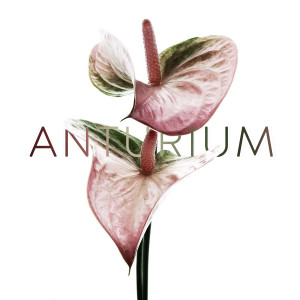 Album Anturium from 