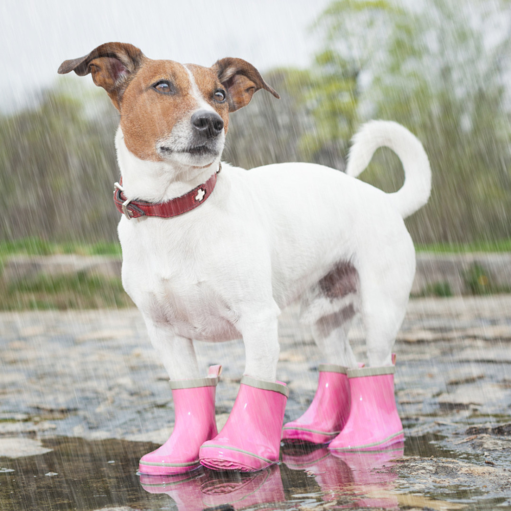 Tranquil Canine Rain Theta Waves Melodies