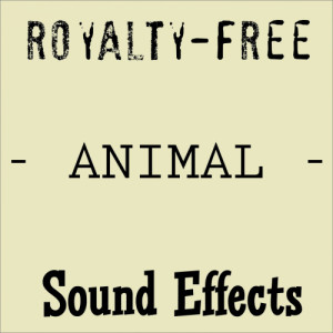 ดาวน์โหลดและฟังเพลง Baby Pig พร้อมเนื้อเพลงจาก Sound Effects