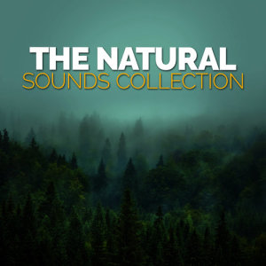 ดาวน์โหลดและฟังเพลง Brook Bird Song พร้อมเนื้อเพลงจาก Nature Sound Series