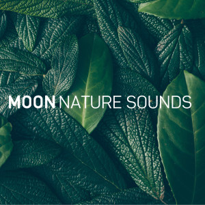 Album Ocean Waves oleh Moon Nature Sounds