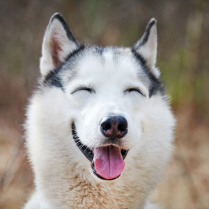 ดาวน์โหลดและฟังเพลง Joyful Bark in Jazz พร้อมเนื้อเพลงจาก Pianoramix