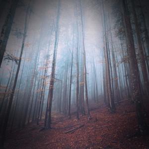 Dengarkan lagu Increase Focus with Sounds of Walk in Forest nyanyian Forest FX dengan lirik