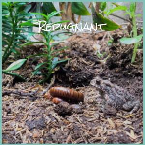 Album Repugnant oleh Various