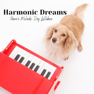 Dog Jazz Playlist的專輯Harmonic Dreams: Piano's Melodic Dog Lullabies