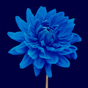 ดาวน์โหลดและฟังเพลง BLUE พร้อมเนื้อเพลงจาก OLIVER