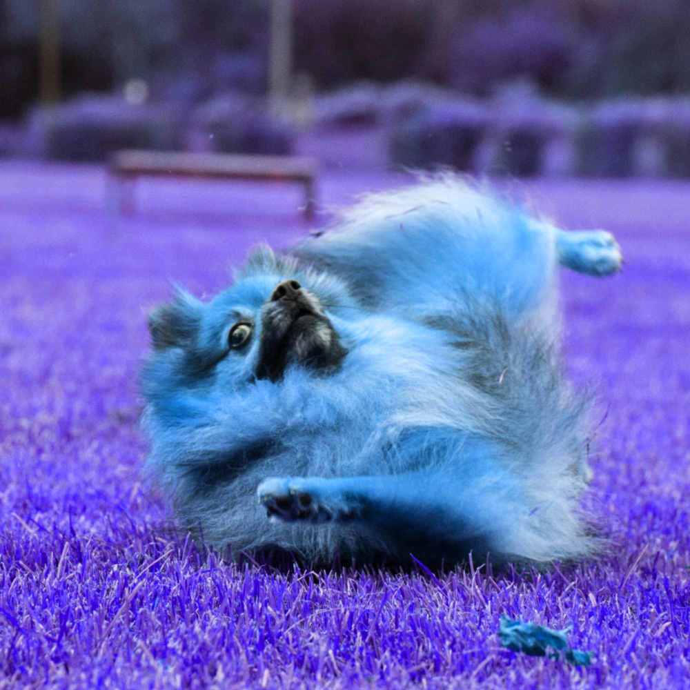 Marvellous Music for Laid Back Pup