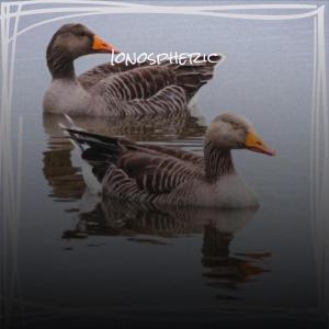 ดาวน์โหลดและฟังเพลง Look Neat พร้อมเนื้อเพลงจาก Zoie Schn