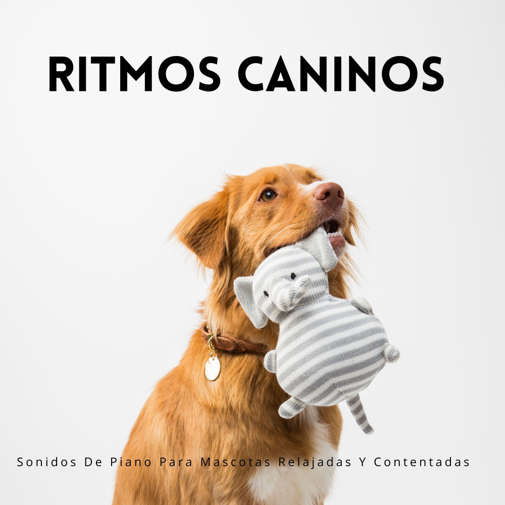 Suave Canción De Cuna En Piano Para Mascotas Ansiosas
