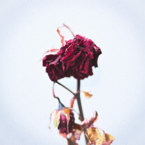 收聽The Last Unicorn的Beauty and the Beast歌詞歌曲