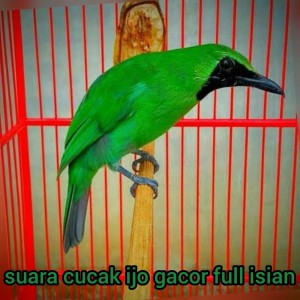 Dengarkan Suara Cucak Ijo Gacor Full Isian (Live) lagu dari Master cucak ijo 87 dengan lirik