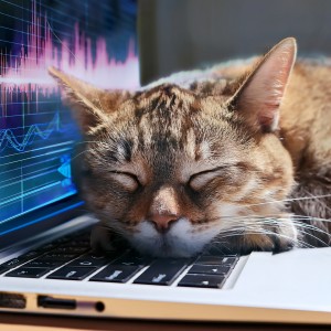 ดาวน์โหลดและฟังเพลง Cushion Crates พร้อมเนื้อเพลงจาก Music for Relaxing Cats