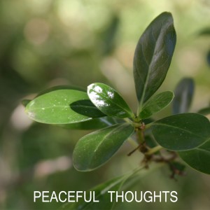 ดาวน์โหลดและฟังเพลง Peaceful Thoughts พร้อมเนื้อเพลงจาก Max Koth