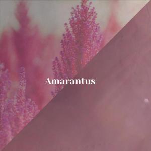 Album Amarantus from Various