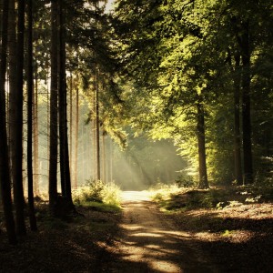 Album 箜篌曲-箜禅 oleh 楚天舒