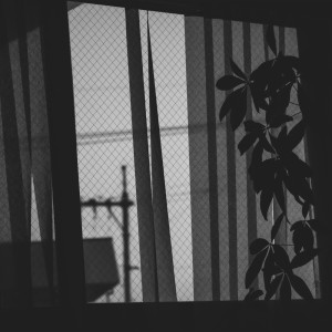 Album saturday from ハコノトリコ