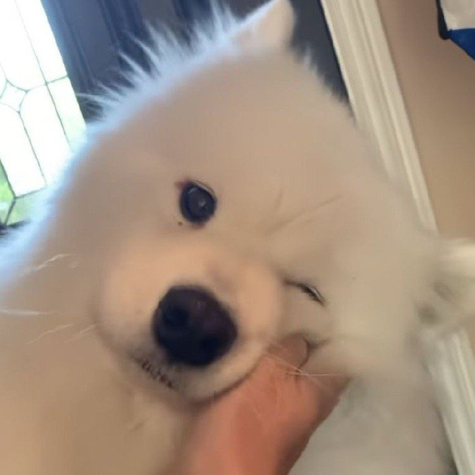 狗勾