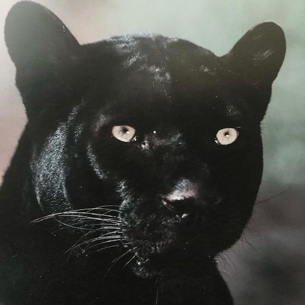 Lowkey (feat. Pink Siifu)