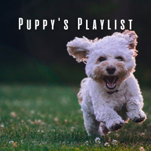 Evening Chillout Playlist的專輯Puppy's Playlist: Chill Music for Little Dogs