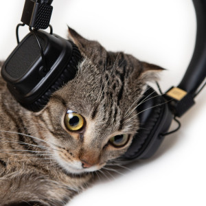 Music For Cat Joy: Purring Tunes
