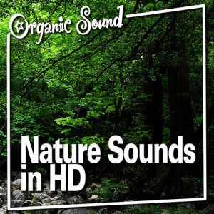 ดาวน์โหลดและฟังเพลง Heavy Rain and Rolling Thunder พร้อมเนื้อเพลงจาก Organic Sound