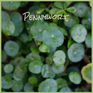 Listen to Pennywort song with lyrics from Shaa Yeye