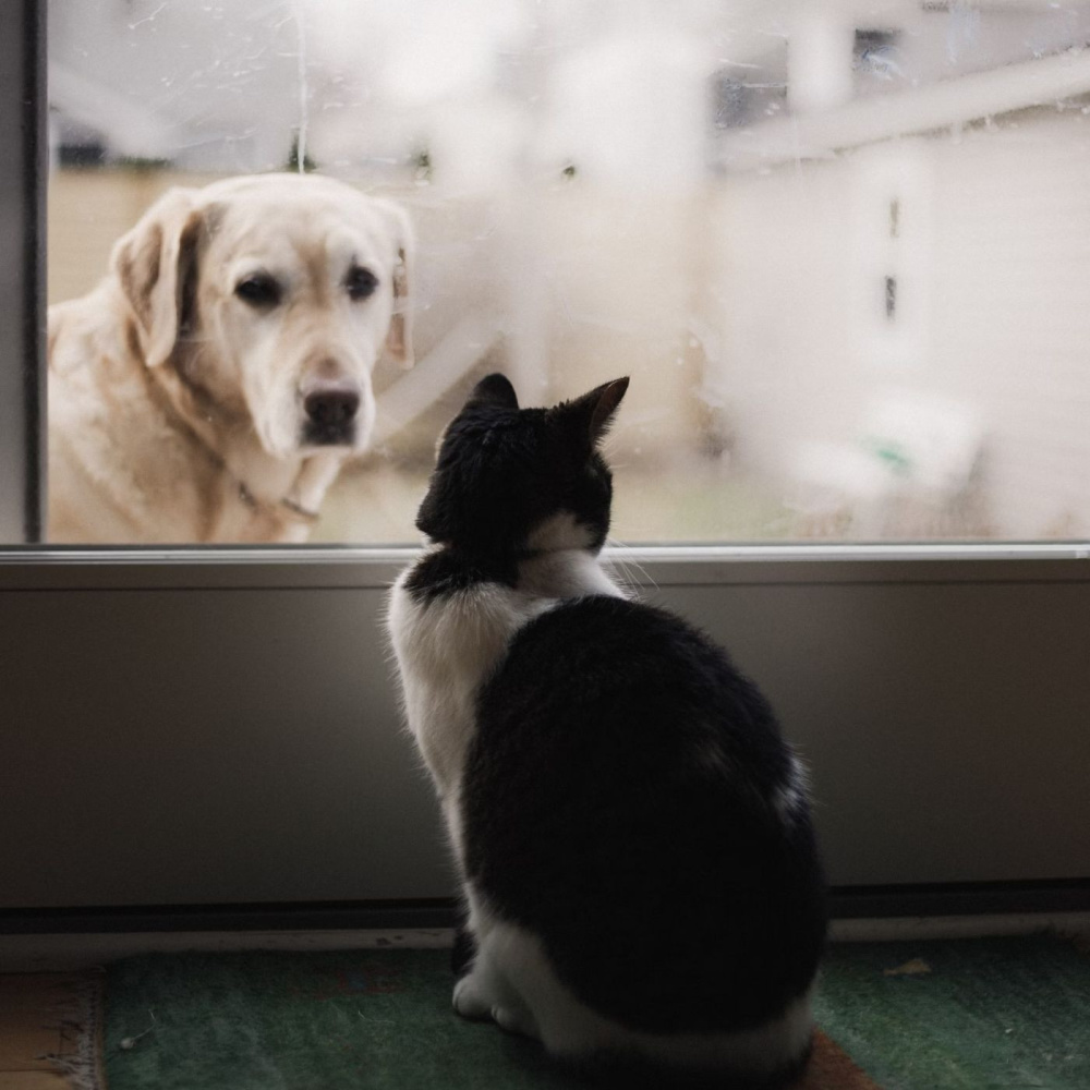Pet's Cozy Lofi Soundscapes