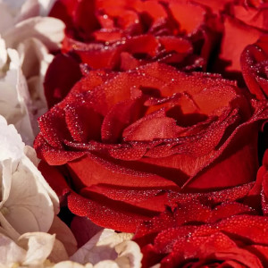 Red Rose (Explicit) dari Rose