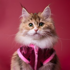 albaricoque的專輯Armonías Lofi Para Gatos: Patrones Melódicos Suaves