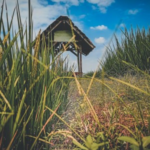 Dengarkan Dj Baddhe Di Pontang Pantingke Aku Cah Bakohh (Remix) lagu dari Dj Semar official dengan lirik