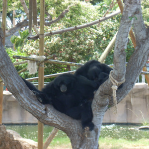 Dengarkan lagu Get up and Dance (feat. Les X No Zels) nyanyian The Anorexic Pumpkin Eaters dengan lirik