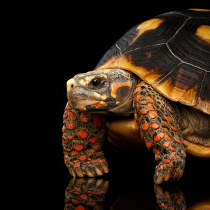 ดาวน์โหลดและฟังเพลง Susu Dara พร้อมเนื้อเพลงจาก The Golden Islands