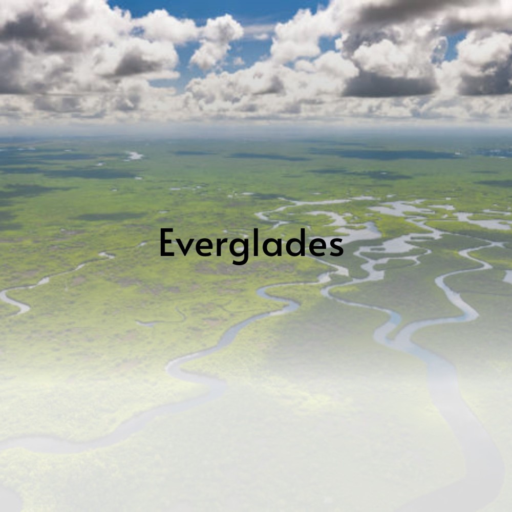 Everglades