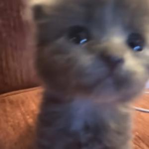 收聽Gothkross的A song Aspen told me to drop (feat. n.insmnia)歌詞歌曲