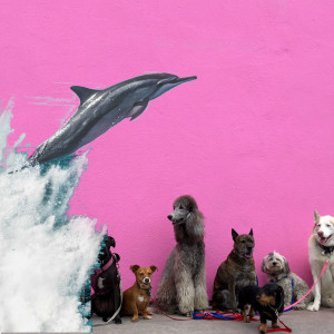 Dengarkan lagu Dolphin (Explicit) nyanyian Connor Evans dengan lirik