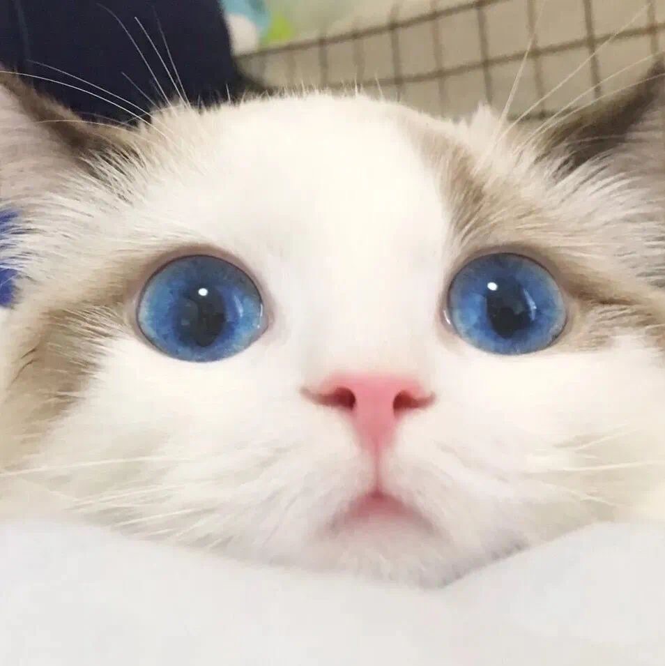 糖蒜