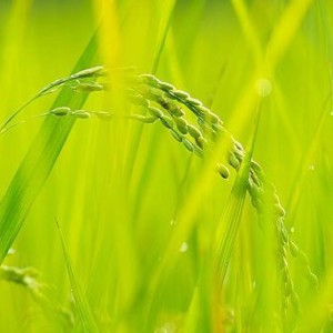 Listen to 稻花儿 (伴奏) song with lyrics from 金善姬
