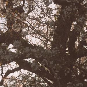 收聽Roscoe的Wait, But (Acoustic)歌詞歌曲