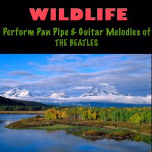 Wildlife的專輯Pan Pipe & Guitar Melodies of The Beatles