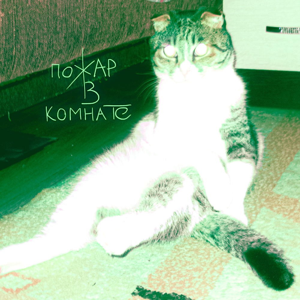 Похожи на кошек
