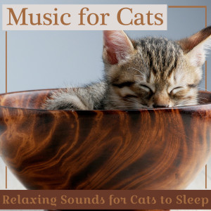 收聽RelaxMyCat的Cutest Cat歌詞歌曲