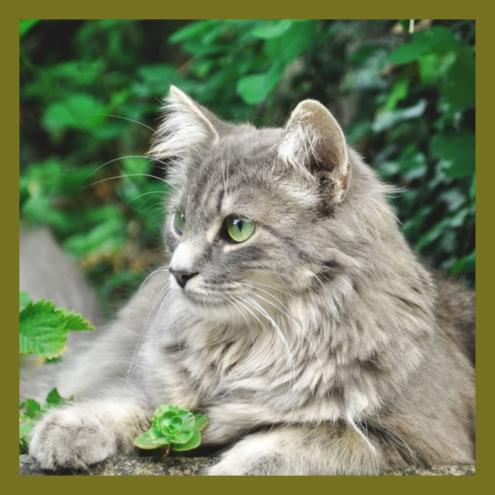 Urbane Ambiance for Peaceful Times with Cat