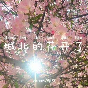 Listen to 城北的花开了 song with lyrics from zhou6