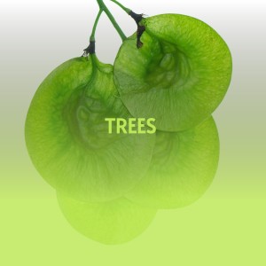อัลบัม Trees ศิลปิน Various