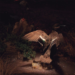 ดาวน์โหลดและฟังเพลง Be so Blue พร้อมเนื้อเพลงจาก By The Waterhole