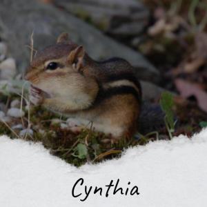 Album Cynthia from Larsa