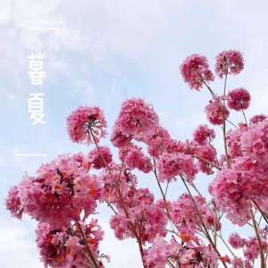 潘舒桦的专辑暮 夏