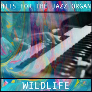 ดาวน์โหลดและฟังเพลง YMCA พร้อมเนื้อเพลงจาก Wildlife